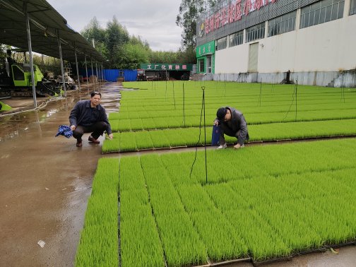 贺州市农机技术推广站开展水稻工厂化育秧技术指导与春耕服务